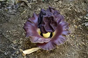 Kerala Prints: Elephant Yam (Amorphophallus campanulatus) flowering