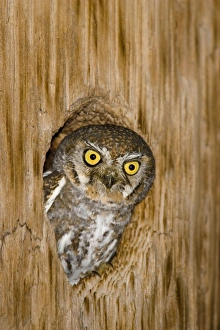 Animals USA Prints: Elf Owl (Micrathene whitneyi) adult, looking out from roost hole, U. S. A