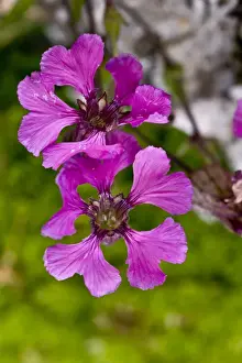 Limestone Prints: Elisabeth Campion (Silene elisabethae) close-up of flowers