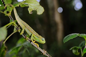 Rwandan Prints: Elliot's Chameleon (Trioceros ellioti) adult