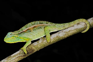 Elliot's Chameleon (Trioceros ellioti) adult, on branch in montane rainforest, Nyungwe Forest N. P. Rwanda