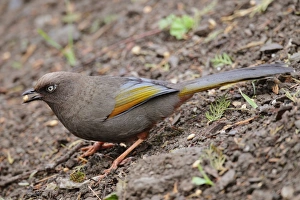 Elliot's Laughingthrush (Garrulax elliotii) adult, feeding on ground, with barley seed in beak, Yunnan, China, april