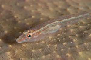 Strait Prints: Elongate Ghostgoby (Pleurosicya elongata) adult