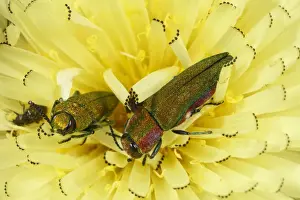 Minerve Prints: Emerald Ash-borer Beetle (Anthaxia hungarica) two adults