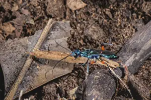 Emerald Cockroach Wasp (Ampulex compressa) adult female, carrying material to burrow with buried American Cockroach