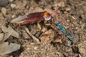 Emerald Cockroach Wasp (Ampulex compressa) adult female, leading American Cockroach (Periplaneta americana)
