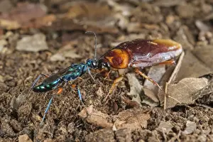 Emerald Cockroach Wasp (Ampulex compressa) adult female, leading American Cockroach (Periplaneta americana)