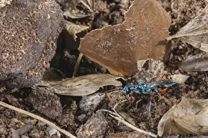 Emerald Cockroach Wasp (Ampulex compressa) adult female, carrying material to burrow with buried American Cockroach