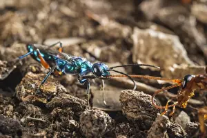 Emerald Cockroach Wasp (Ampulex compressa) adult female, leading American Cockroach (Periplaneta americana)