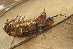 Emerald Cockroach Wasp (Ampulex compressa) adult female, emerging from dead body of American Cockroach