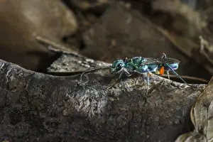 Parasites Prints: Emerald Cockroach Wasp (Ampulex compressa) adult male