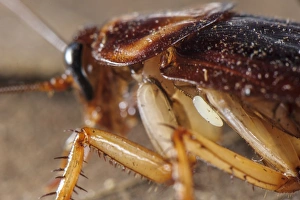 Parasitized Prints: Emerald Cockroach Wasp (Ampulex compressa) egg