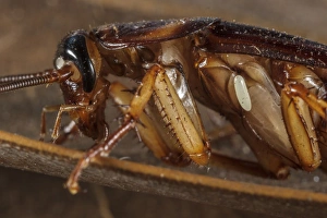Emerald Cockroach Wasp (Ampulex compressa) egg, just deposited on American Cockroach (Periplaneta americana) host