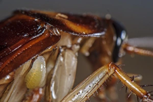 Emerald Cockroach Wasp (Ampulex compressa) larva, attached to American Cockroach (Periplaneta americana) host