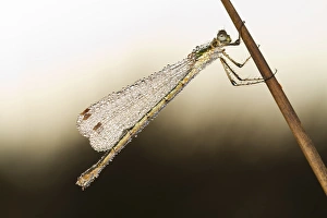 Emerald Damselfly (Lestes sponsa) adult female, roosting on dewy morning, Powys, Wales, September