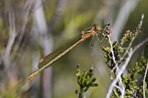 Odonata Prints: Emerald Damselfly (Lestes sponsa) adult female
