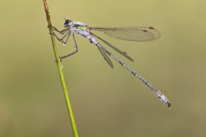 Emerald Damselfly (Lestes sponsa) adult male, covered in dew, resting on stem in early morning, Leicestershire