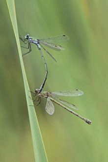 Damselfly Prints: Emerald Damselfly (Lestes sponsa) adult pair