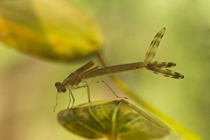 Damselfly Prints: Emerald Damselfly (Lestes sponsa) nymph