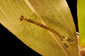 Emerald Damselfly (Lestes sponsa) nymph, clinging to pondweed underwater, Thursley Common National Nature Reserve