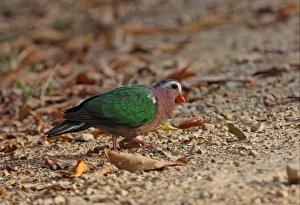 Grit Prints: Emerald Dove (Chalcophaps indica) adult