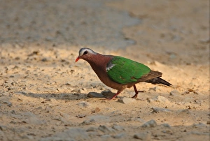 Emerald Dove (Chalcophaps indica) adult, gritting on track, Kaeng Krachan N. P. Thailand, february
