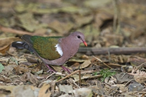 Emerald Dove (Chalcophaps indica) adult, standing on leaf litter, Cairns, Queensland, Australia