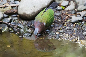 Emerald Dove (Chalcophaps indica) adult, drinking from pool, Durrell Wildlife Park (Jersey Zoo)