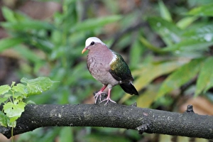 Pigeon Prints: Emerald Dove (Chalcophaps indica indica) adult
