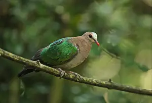 Emerald Dove (Chalcophaps indica indica) adult male, perched on branch, Kaeng Krachan N. P. Thailand, november