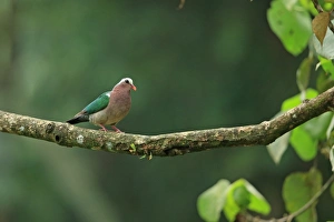 Pigeon Prints: Emerald Dove (Chalcophaps indica robinsoni) adult, perched on branch, Sri Lanka, February
