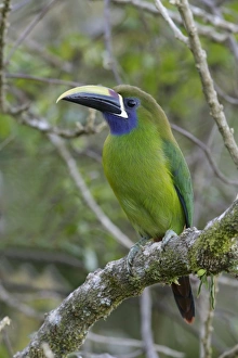 Costa Rican Prints: Emerald Toucanet (Aulacorhynchus prasinus) adult