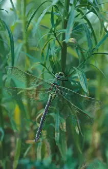 Odonata Prints: Emperor (Anas imperator) Female / Cambridge / July