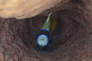 Emperor Angelfish (Pomacanthus imperator) adult, sheltering in Barrel Sponge (Xestospongia testudinaria), Padar Island