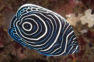 Maluku Prints: Emperor Angelfish (Pomacanthus imperator) juvenile