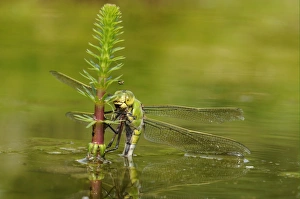 Laying Prints: Emperor Dragonfly (Anax imperator) adult female