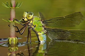 Emperor Dragonfly (Anax imperator) adult female, laying eggs in submerged aquatic vegetation, Oxfordshire, England