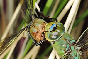 Killed Prints: Emperor Dragonfly (Anax imperator) adult male