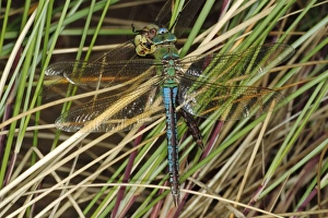 Emperor Dragonfly (Anax imperator) adult male, feeding on another of same species, on coastal sand dune
