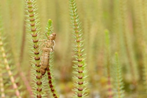 Oxfordshire Prints: Emperor Dragonfly (Anax imperator) empty larval exuvia
