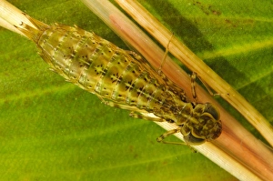 Larva Prints: Emperor Dragonfly (Anax imperator) nymph
