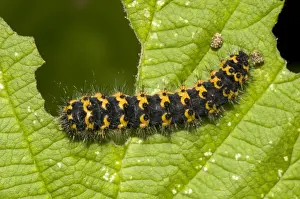 Caterpillar Prints: Emperor Moth (Saturnia pavonia) early instar caterpillar