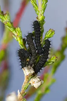Foodplants Prints: Emperor Moth (Saturnia pavonia) first instar larvae