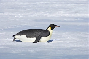 Penguin Prints: Emperor Penguin (Aptenodytes forsteri) adult