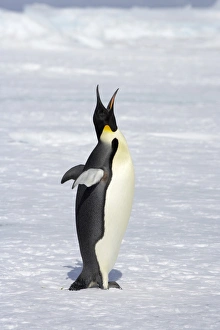 Emperor Penguin (Aptenodytes forsteri) adult, calling, standing on ice, Snow Hill Island, Weddell Sea, Antarctica