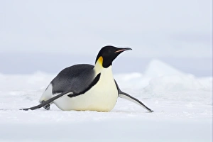 Emperor Penguin (Aptenodytes forsteri) adult, tobogganing across snow, Snow Hill Island, Weddell Sea, Antarctica