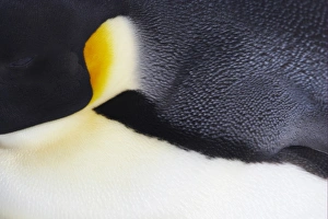 Emperor Penguin (Aptenodytes forsteri) adult, close-up of feathers, Snow Hill Island, Weddell Sea, Antarctica