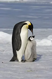 Christmas Prints: Emperor Penguin (Aptenodytes forsteri) adult and chick