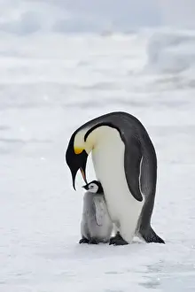 Penguin Prints: Emperor Penguin (Aptenodytes forsteri) adult with young chick
