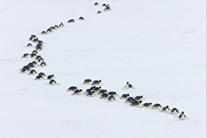 Penguin Prints: Emperor Penguin (Aptenodytes forsteri) adults